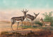 La gazelle persane - Joseph Wolf — widok dzieła