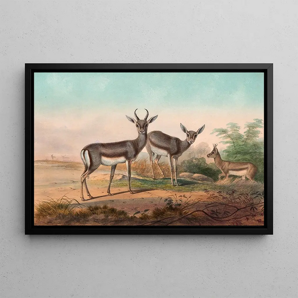 Joseph Wolf - The Persian Gazelle.webp