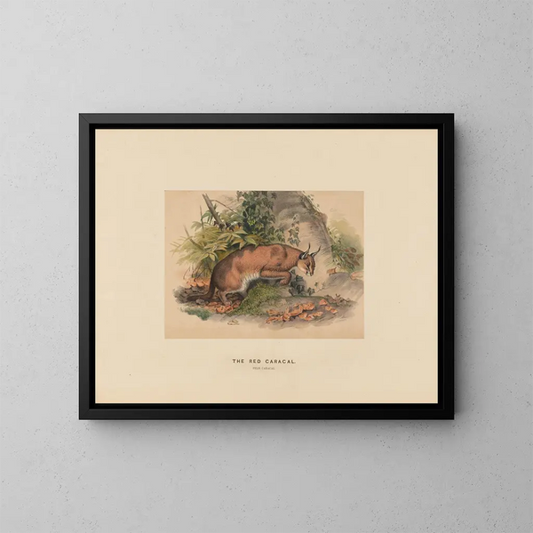 Le Caracal rouge - Joseph Wolf — oprawiony obraz na ścianie