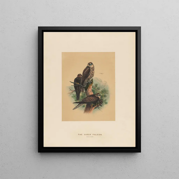 Joseph Wolf - The Saker Falcon.webp