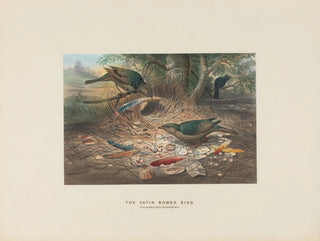 Joseph Wolf - The Satin Bowerbird.webp