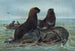 L'Ours de mer - Joseph Wolf — widok dzieła