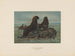 L'ours de mer - Joseph Wolf — widok dzieła