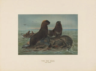 L'ours de mer - Joseph Wolf — widok dzieła