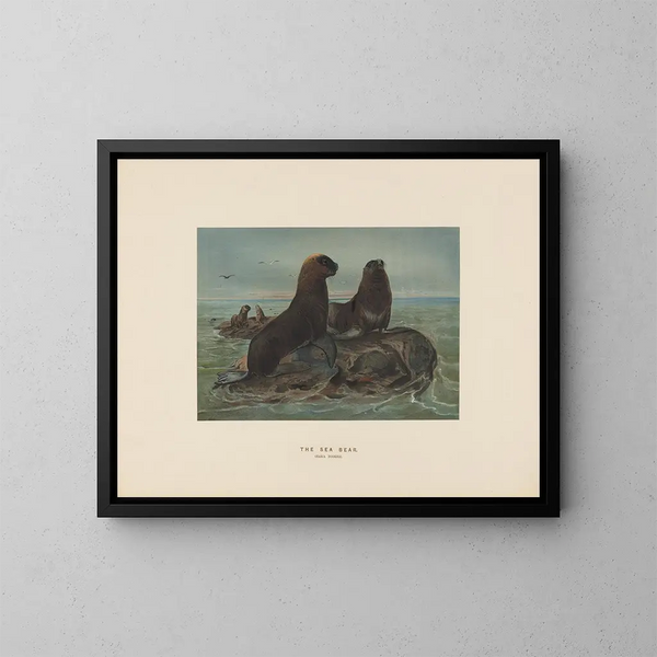 L'ours de mer - Joseph Wolf — oprawiony obraz na ścianie