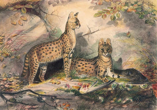 Joseph Wolf - The Serval.webp