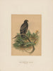L'aigle tacheté - Joseph Wolf — widok dzieła