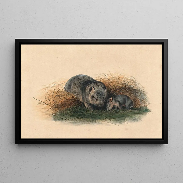Joseph Wolf - The Tasmanian Wombat.webp