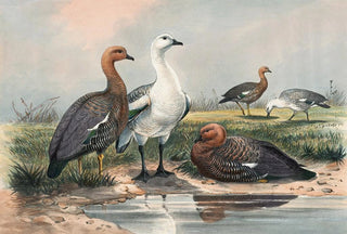 Joseph Wolf - The Upland Goose.webp