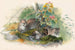 Le chat Wagati - Joseph Wolf — widok dzieła