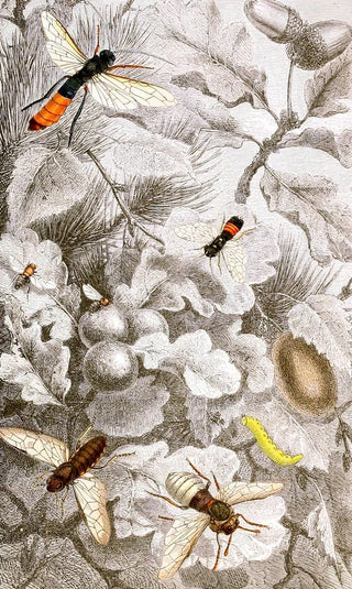 Jules Rothschild - Hymenopteres Pl XIII.webp