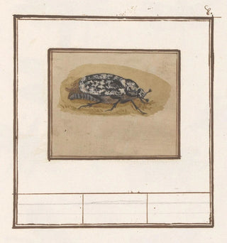Julikever Polyphylla fullo - Anselmus Botius de Boodt