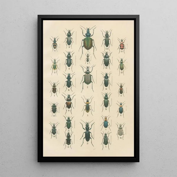 Karl Neunzig - The beetles of Europe Pl03.webp