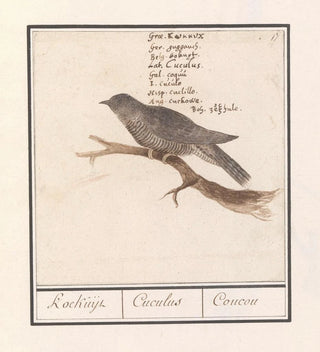 Koekoek Cuculus canorus Koekuijl Cuculus Coucou - Anselmus Botius de Boodt