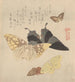 Le Manuel de peinture de la nuée de papillonów Guncho Gafu 4 - Kubo Shunman — widok dzieła