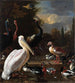 La plume flottante - Melchior d'Hondecoeter — widok dzieła