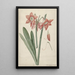 Amaryllis Haworthia Margaritiferas - Laurens Jacobsz van der Vinne — oprawiony obraz na ścianie