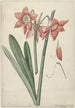 Amaryllis Haworthia Margaritiferas - Laurens Jacobsz van der Vinne — widok dzieła