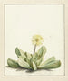 Mésembryanthème à fleurs - Laurens Vincentsz van der Vinne — widok dzieła