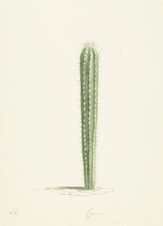 Laurens Vincentsz van der Vinne - Cactus.webp