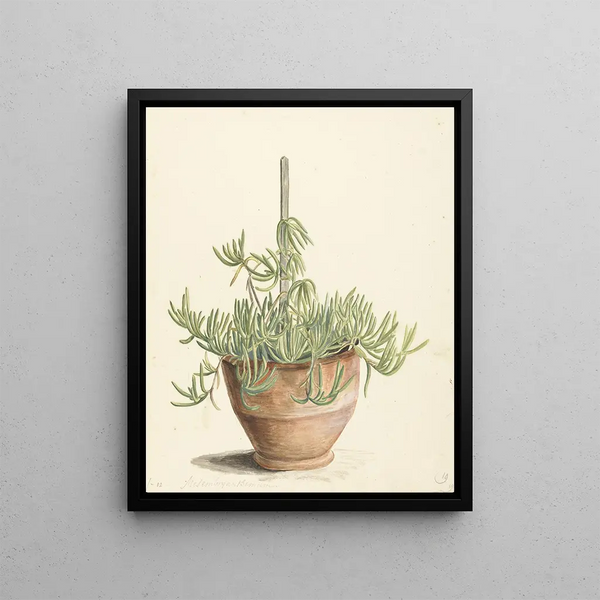 Laurens Vincentsz van der Vinne - Mesembryanthemum uit de familie der Aizoaceae.webp