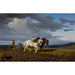 Reprodukcja obrazu Le Labourage - Rosa Bonheur