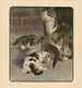 Le livre du chat pl 2 - Elizabeth Fearne Bonsall — widok dzieła