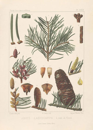 Leon Gabriel Charles Parde - Iconographie des coniferes Pl18.webp