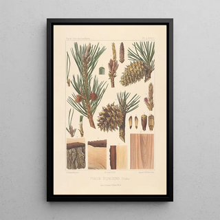 Leon Gabriel Charles Parde - Iconographie des coniferes Pl31.webp