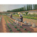 Reprodukcja obrazu Ogrodnicy - Gustave Caillebotte