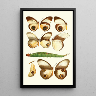 Lionel Walter Rothschild - Novitates zoologicae pl 1.webp