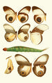 Novitates zoologicae pl 1 - Lionel Walter Rothschild — widok dzieła