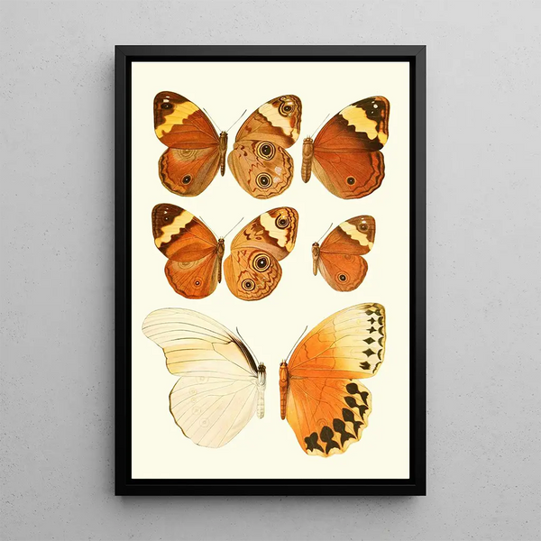 Lionel Walter Rothschild - Novitates zoologicae pl 2.webp