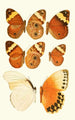 Novitates zoologicae pl 2 - Lionel Walter Rothschild — widok dzieła