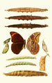 Novitates zoologicae pl 3 - Lionel Walter Rothschild — widok dzieła