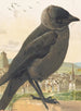 Choucas corbeau - Léon-Paul Robert — widok dzieła
