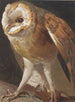 Effraie - Léon Paul Robert — widok dzieła
