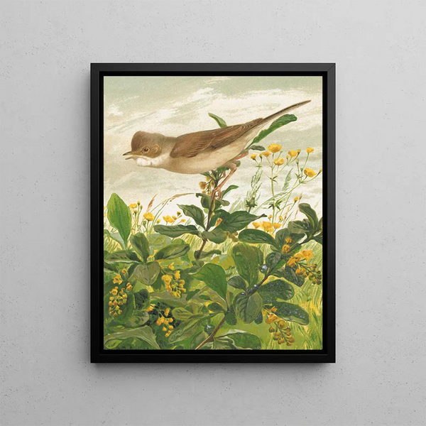 LoPaul Robert - Fauvette Grisette.webp