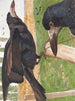 Freux corbeau - Léon-Paul Robert — widok dzieła