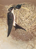 Hirondelle de fenêtre - Léon-Paul Robert — widok dzieła