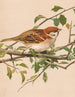 Moineau friquet - Léon-Paul Robert — widok dzieła