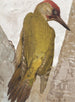 Pic vert - Léon-Paul Robert — widok dzieła