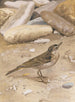 Pipit spioncelle - Léon Paul Robert — widok dzieła