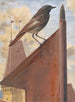 Rougequeue - Léon Paul Robert — widok dzieła