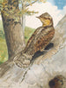 Torcol - Léon Paul Robert — widok dzieła