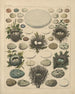 Ilustracje do ogólnej historii naturalnej Oken dla wszystkich klas Pl027 - Lorenz Oken — widok dzieła