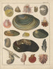 Ilustracje do Ogólnej Historii Naturalnej Oken dla wszystkich klas Pl034 - Lorenz Oken — widok dzieła