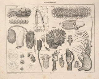 Lorenz Oken - Abbildungen zu Okens Allgemeiner Naturgeschichte fr alle Stnde Pl070.webp