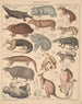 Ilustracje do Ogólnej Historii Naturalnej Oken dla wszystkich klas Pl134 - Lorenz Oken — widok dzieła