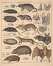 Ilustracje do ogólnej historii naturalnej Oken dla wszystkich klas Pl135 - Lorenz Oken — widok dzieła
